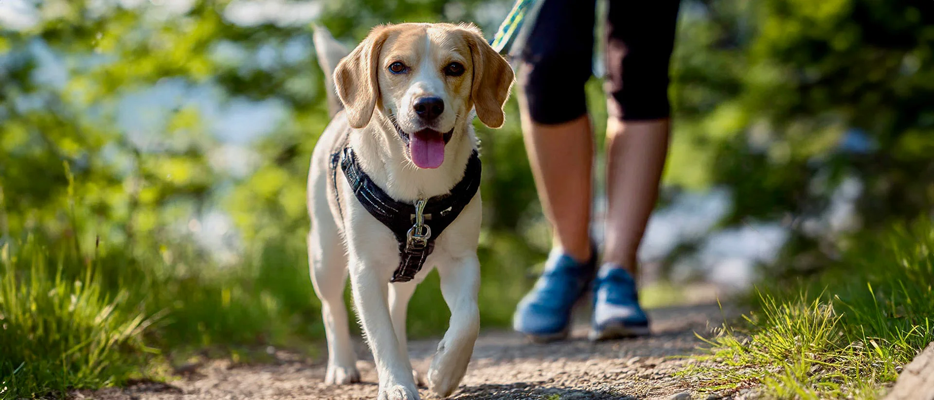 Beagle em passeio tranquilo